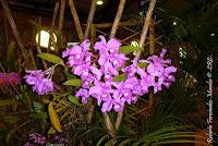 Exposición Nacional de Orquídeas 2012