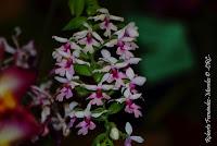 Exposición Nacional de Orquídeas 2012