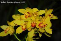 Exposición Nacional de Orquídeas 2012