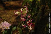 Exposición Nacional de Orquídeas 2012