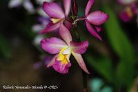 Exposición Nacional de Orquídeas 2012