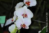 Exposición Nacional de Orquídeas 2012