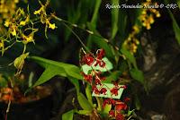 Exposición Nacional de Orquídeas 2012