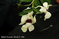 Exposición Nacional de Orquídeas 2012