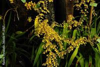 Exposición Nacional de Orquídeas 2012