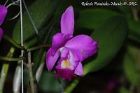 Exposición Nacional de Orquídeas 2012