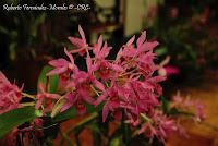 Exposición Nacional de Orquídeas 2012