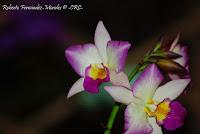 Exposición Nacional de Orquídeas 2012