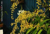 Exposición Nacional de Orquídeas 2012