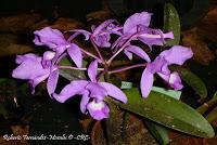 Exposición Nacional de Orquídeas 2012