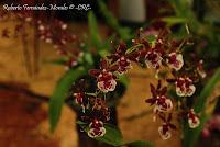 Exposición Nacional de Orquídeas 2012