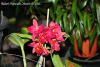 Exposición Nacional de Orquídeas 2012