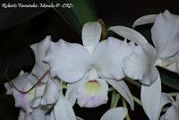 Exposición Nacional de Orquídeas 2012