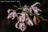 Exposición Nacional de Orquídeas 2012