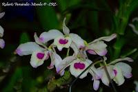 Exposición Nacional de Orquídeas 2012