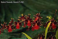 Exposición Nacional de Orquídeas 2012