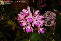 Exposición Nacional de Orquídeas 2012