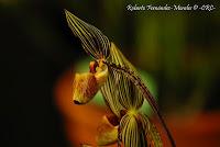 Exposición Nacional de Orquídeas 2012