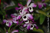 Exposición Nacional de Orquídeas 2012