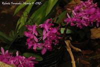 Exposición Nacional de Orquídeas 2012