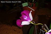 Exposición Nacional de Orquídeas 2012