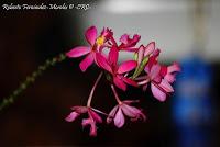 Exposición Nacional de Orquídeas 2012