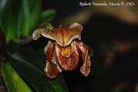 Exposición Nacional de Orquídeas 2012