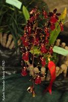 Exposición Nacional de Orquídeas 2012