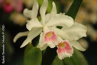 Exposición Nacional de Orquídeas 2012