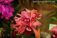 Exposición Nacional de Orquídeas 2012