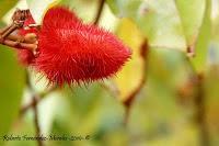 Manzanillo de Limón Manzanillo de Limón