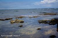 Manzanillo de Limón Manzanillo de Limón