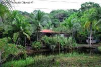 Manzanillo de Limón