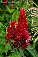 Manzanillo de Limón Manzanillo de Limón