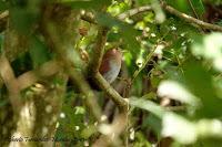 Playa Cocles de Limón