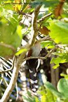 Playa Cocles de Limón