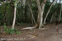 Playa Cocles de Limón