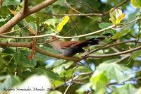 Playa Cocles de Limón
