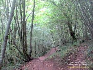 Video, fotos y mapa Desfiladero las Xanas: Bosque