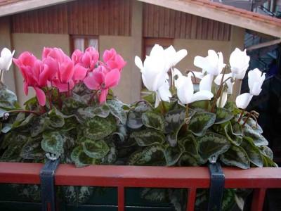 Flores para dar color en Otoño