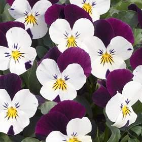 Flores para dar color en Otoño