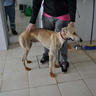 Foto: Tiburon, de Marzo del 2008. No sabemos que tiene en las patas, entró así. Es un galgo de los grandes, precioso y aunque tiene mucho miedo se confia y quiere que lo acaricies. http://youtu.be/ehIhmkcKLkA Contacto: sosperrerabadajoz@gmail.com