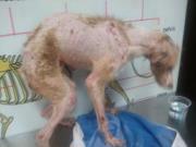 !SOS!!!!! SOS!!!!! Otra vez el horror vuelve !!!!!SOS!!!!SOS!!!!