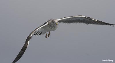 Robando la comida del prójimo