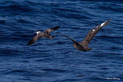 Robando la comida del prójimo