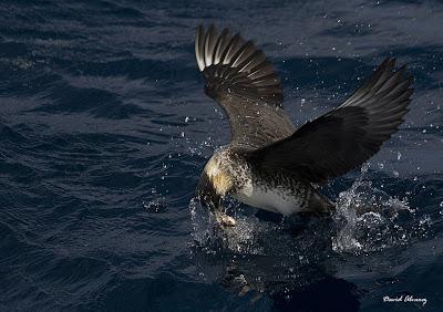Robando la comida del prójimo