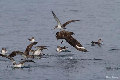 Robando la comida del prójimo