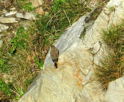 Papamoscas papirrojo en Peñas