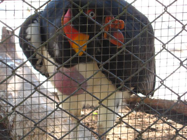 En la selva peruana: entre la belleza y la barbarie