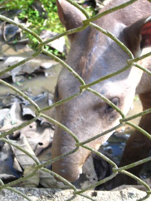 En la selva peruana: entre la belleza y la barbarie